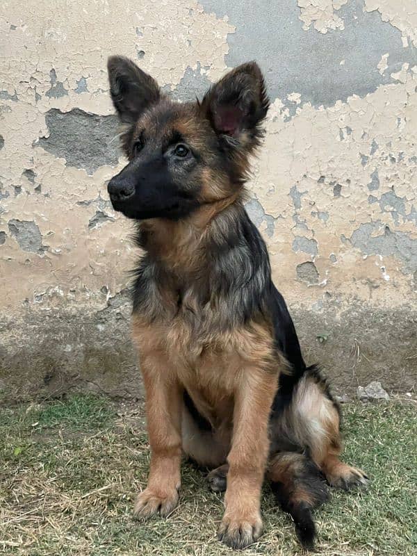 German Shepherd female puppy. 0