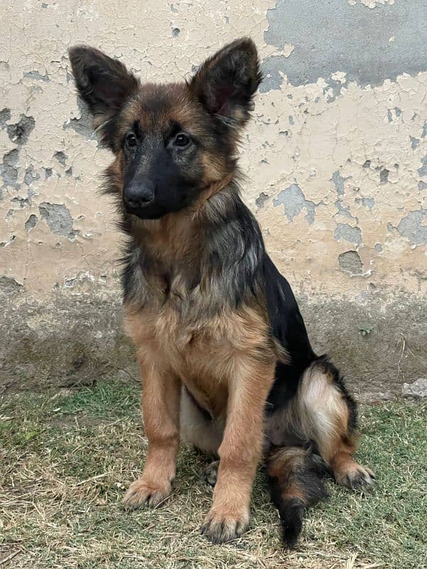 German Shepherd female puppy. 1