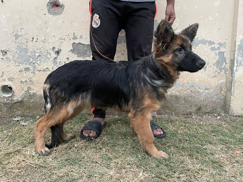 German Shepherd female puppy. 2