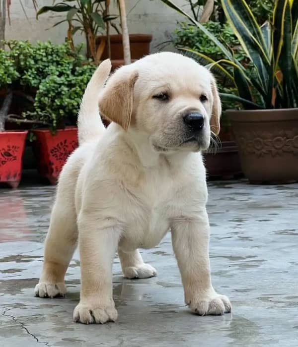 Labrador Female Puppy 0