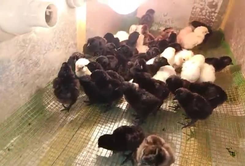 ayam cemani chicks and breeder available 0