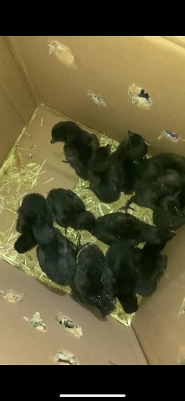 ayam cemani chicks and breeder available 1