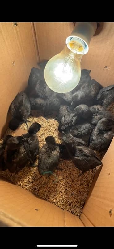 ayam cemani chicks and breeder available 2