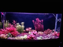 Live aquarium plants for sale