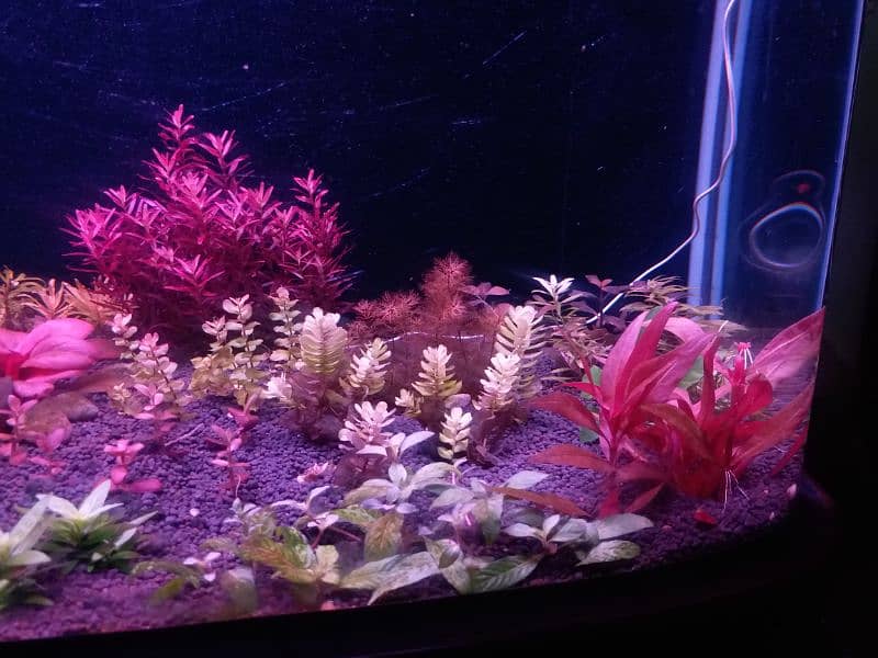 Live aquarium plants for sale 1