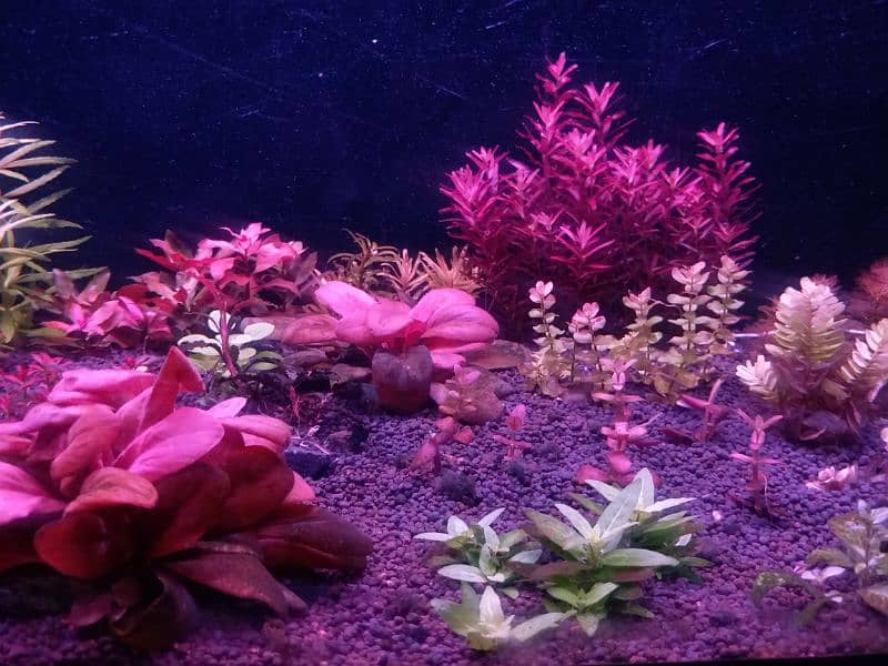 Live aquarium plants for sale 2