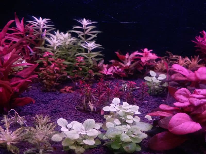 Live aquarium plants for sale 3