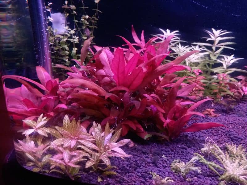 Live aquarium plants for sale 4