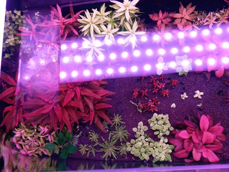 Live aquarium plants for sale 6