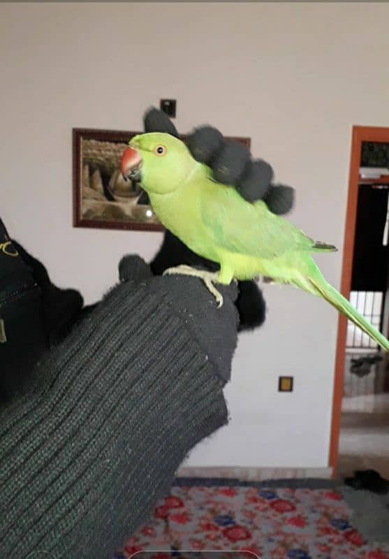 ring reck parrot pair 0