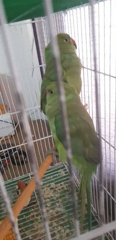 ring reck parrot pair 1