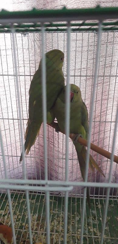 ring reck parrot pair 2