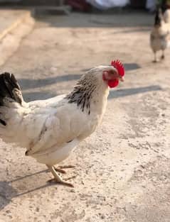 Desi female available for sale egg laying location Gujarat bolay