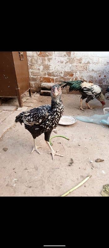 aseel murghy or murghiya