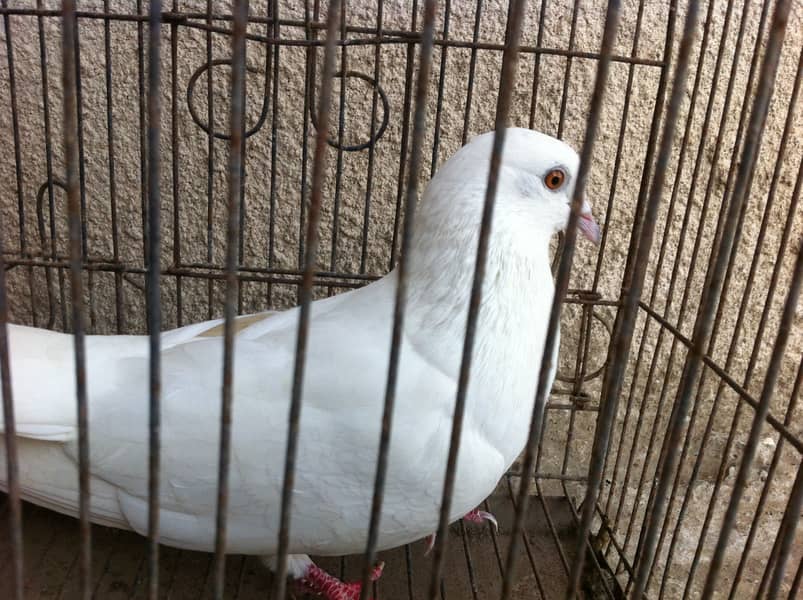 Patti Wala Breeder Male 2