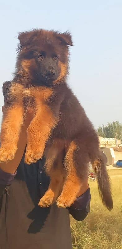 German shepherd long coat puppies for sale 0