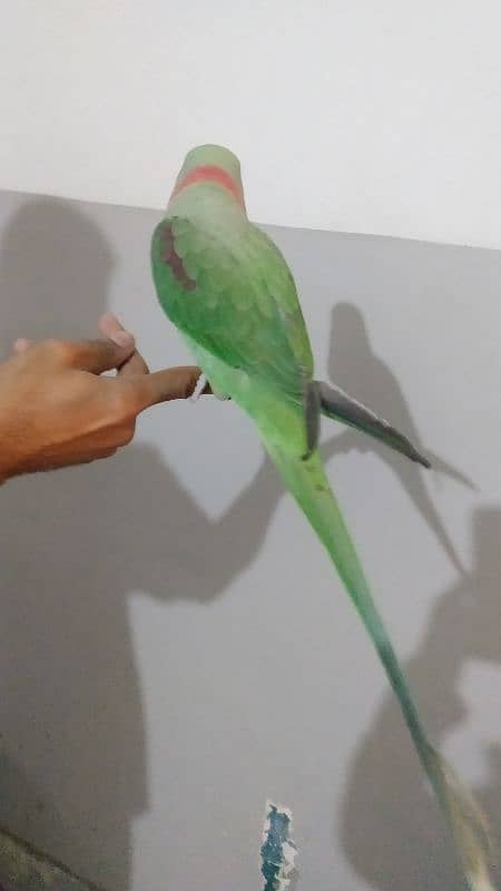 Talking parrot 1