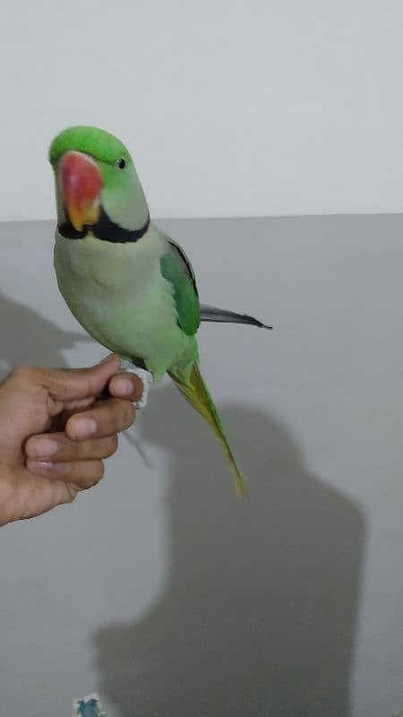 Talking parrot 2