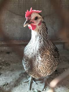 golden misri, desi hens pair available