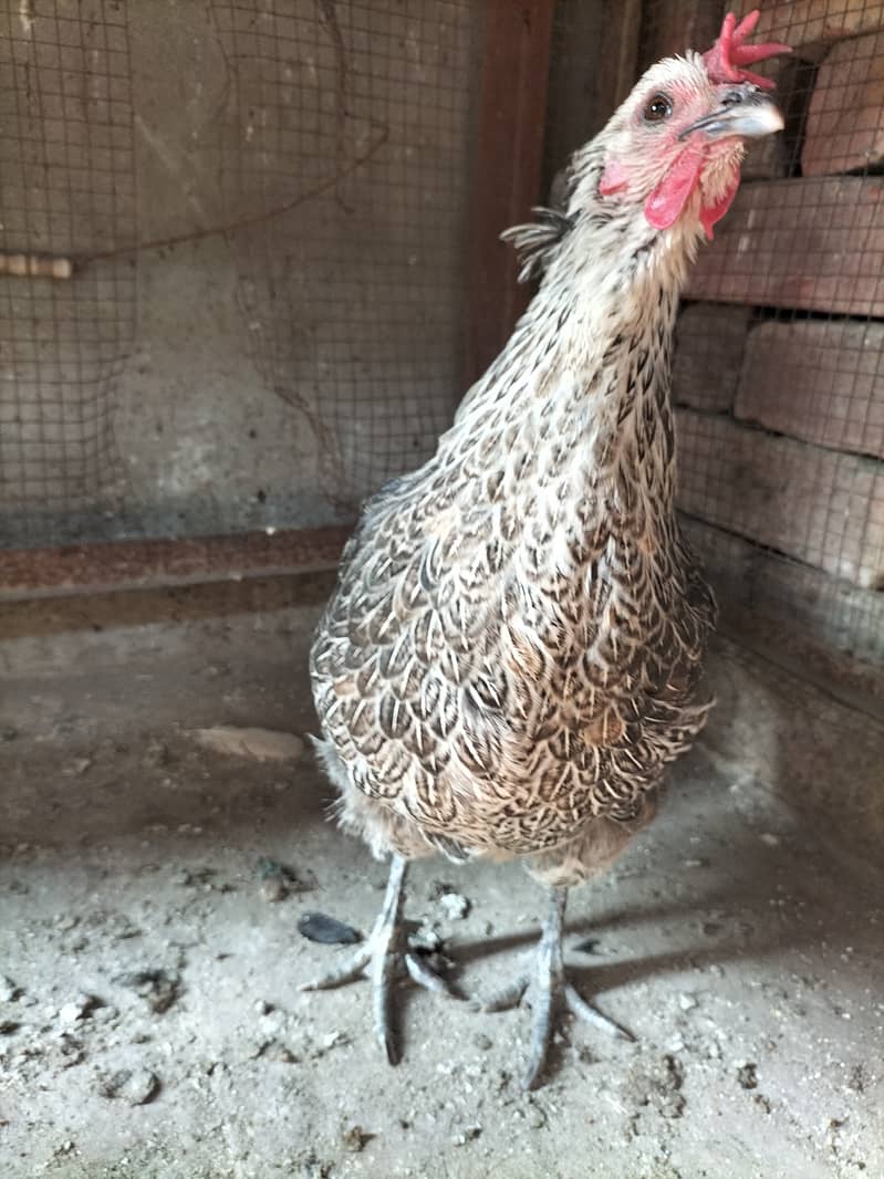 golden misri, desi hens pair available 1