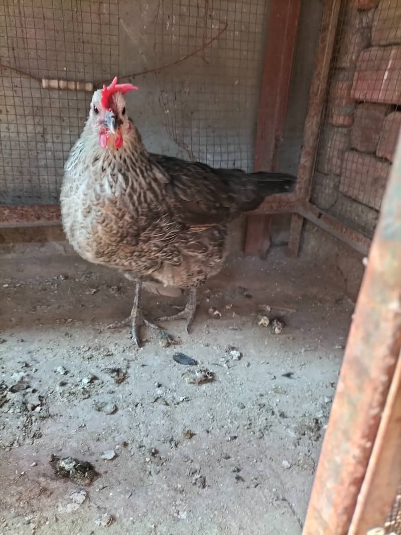 golden misri, desi hens pair available 2