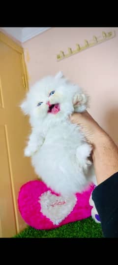 Persian cat for sale male or female my WhatsApp 0325=32=11=241