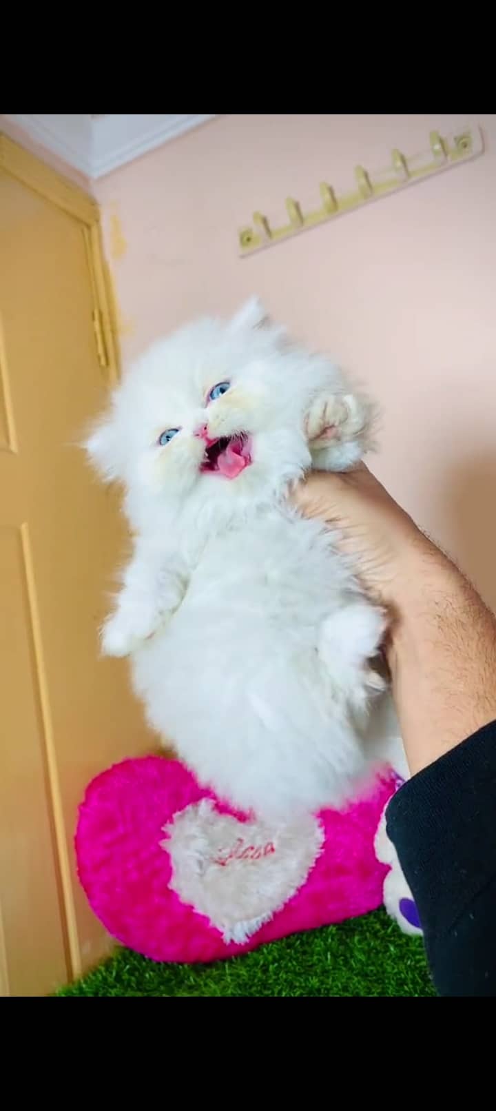 Persian cat for sale male or female my WhatsApp 0325=32=11=241 0