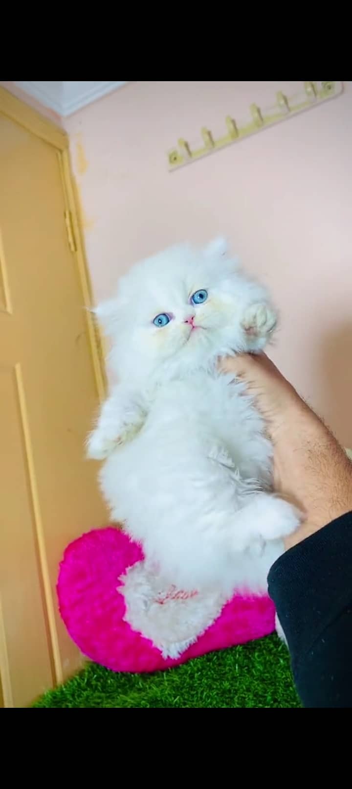 Persian cat for sale male or female my WhatsApp 0325=32=11=241 1