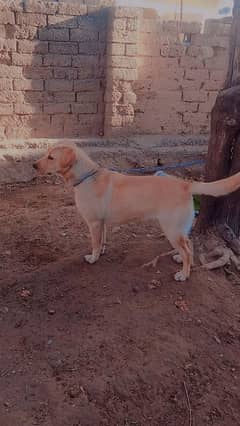 Labra Female Dog for sale