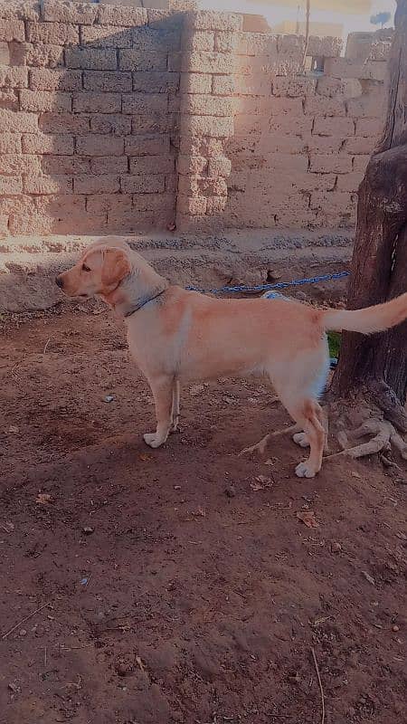 Labra Female Dog for sale 0