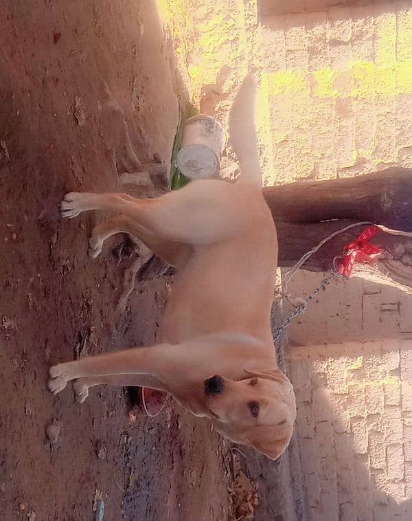 Labra Female Dog for sale 1