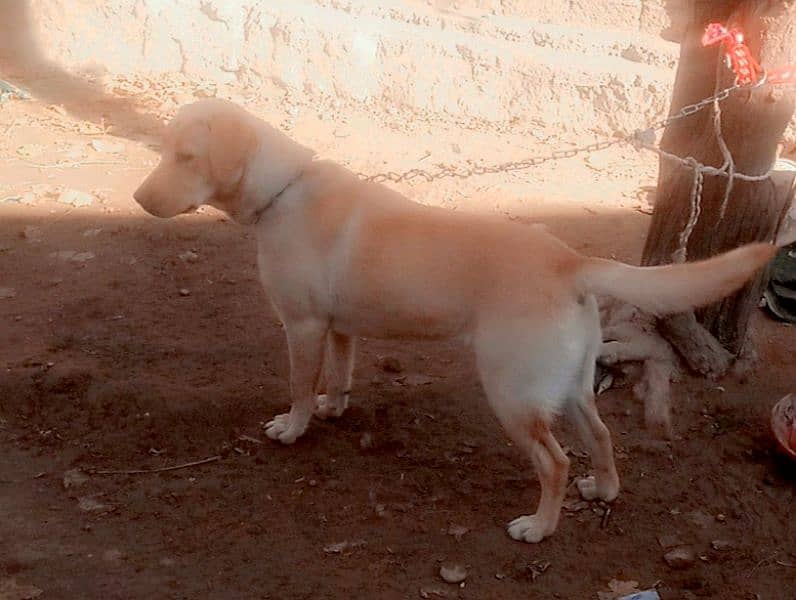 Labra Female Dog for sale 2