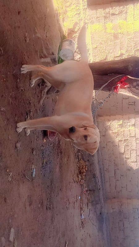 Labra Female Dog for sale 3