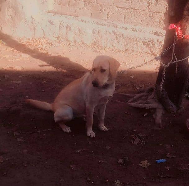 Labra Female Dog for sale 4