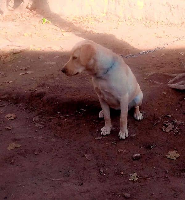 Labra Female Dog for sale 5