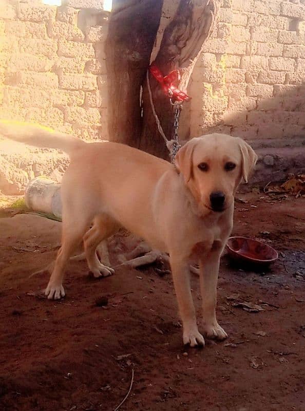 Labra Female Dog for sale 6