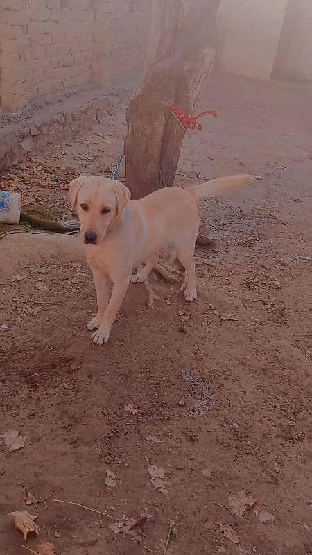 Labra Female Dog for sale 7