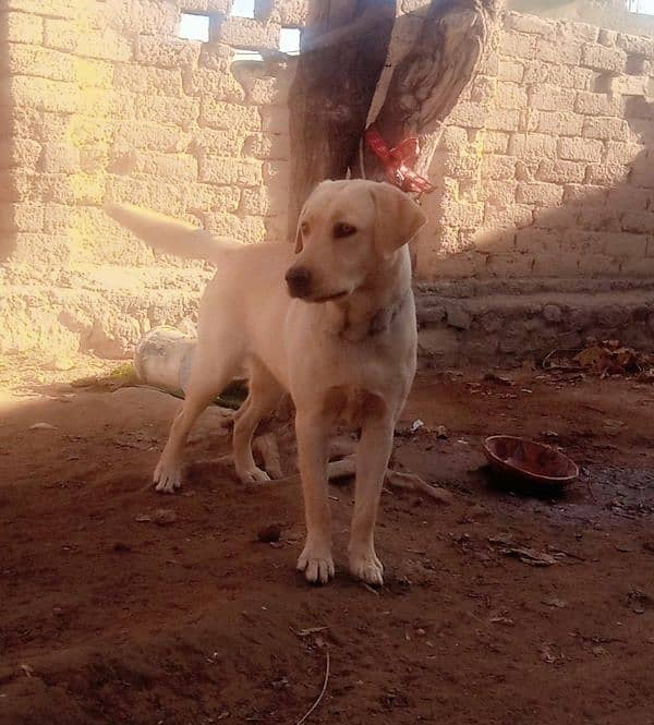 Labra Female Dog for sale 8