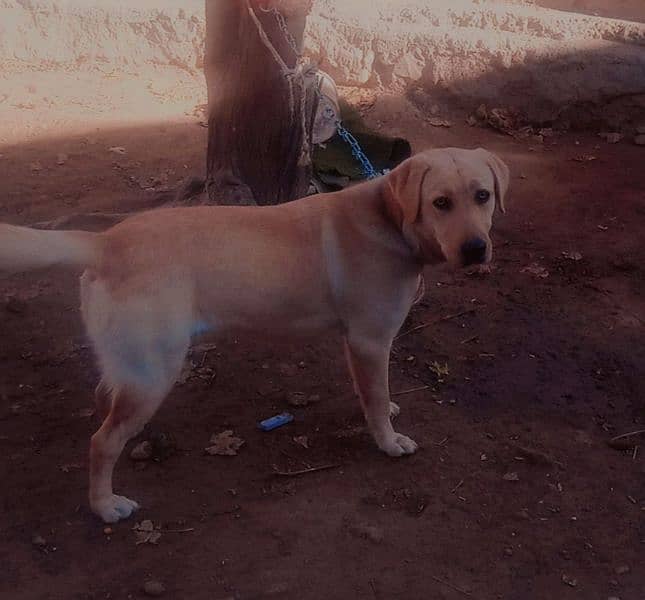 Labra Female Dog for sale 9