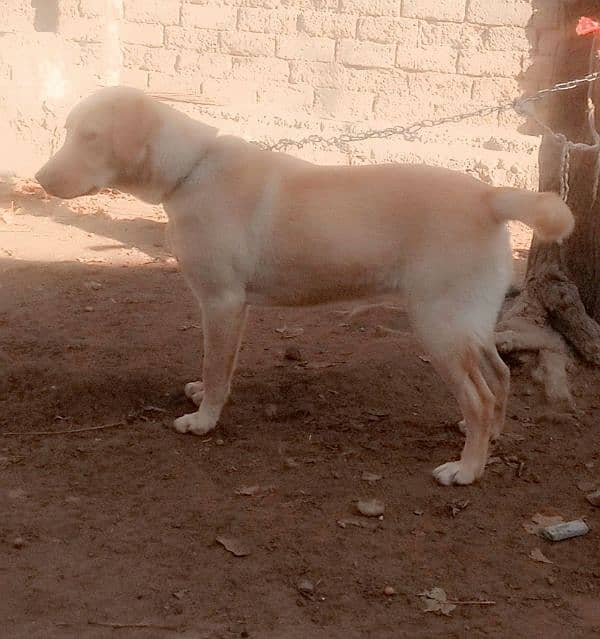 Labra Female Dog for sale 10