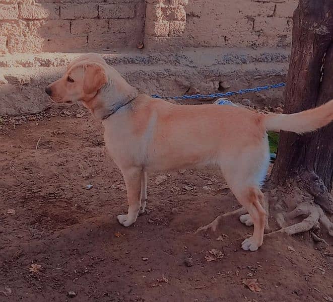 Labra Female Dog for sale 11