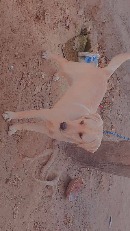 Labra Female Dog for sale 12