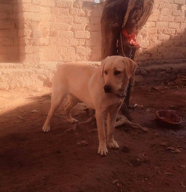 Labra Female Dog for sale 13