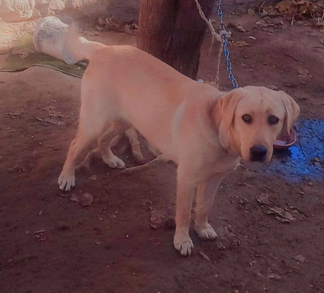 Labra Female Dog for sale 14