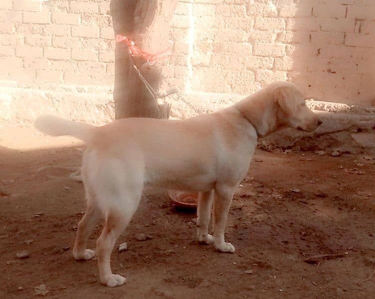 Labra Female Dog for sale 15