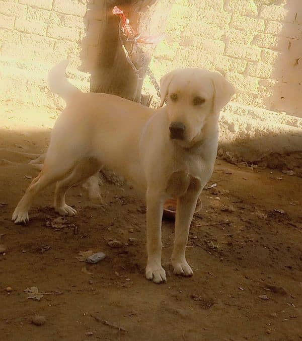 Labra Female Dog for sale 16