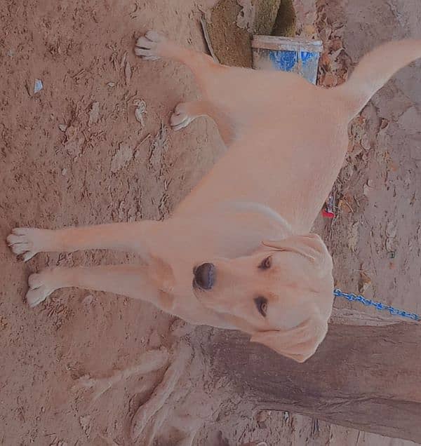 Labra Female Dog for sale 17