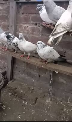 pigeons