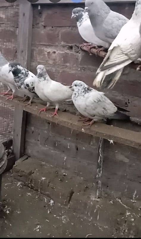 pigeons 0