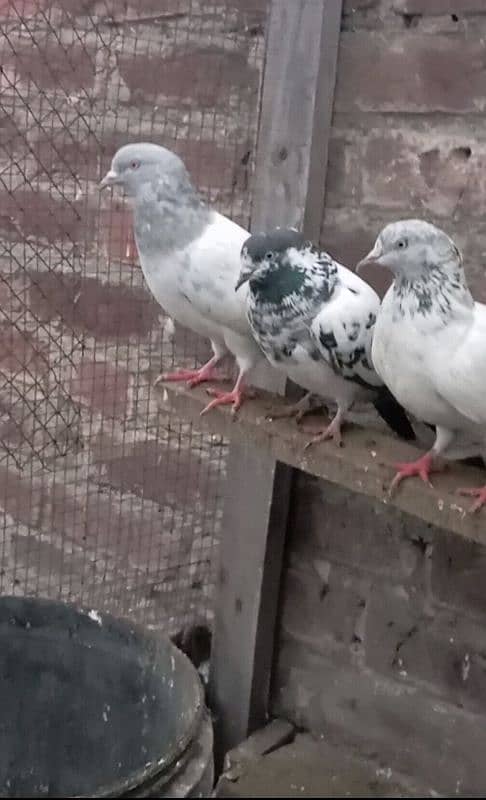 pigeons 1